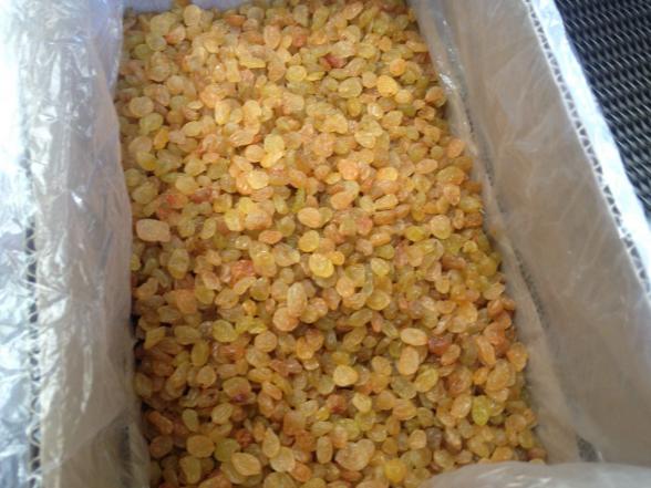 عمده فروشی کشمش پلویی کارتنی ارزان